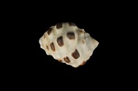 藏品(紫口岩螺)的圖片